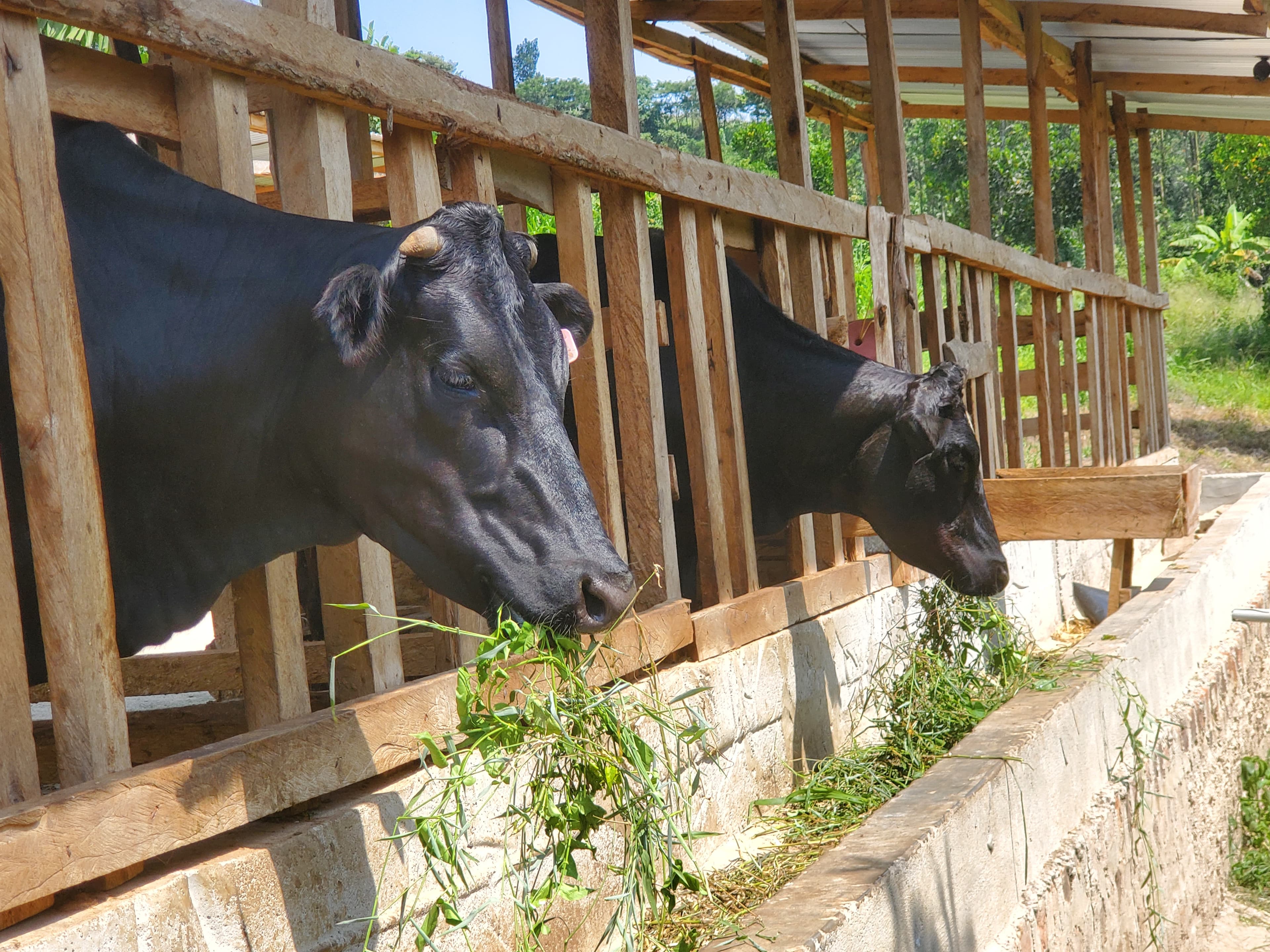 Cattle grazing at Ampumuzza Mixed Farm